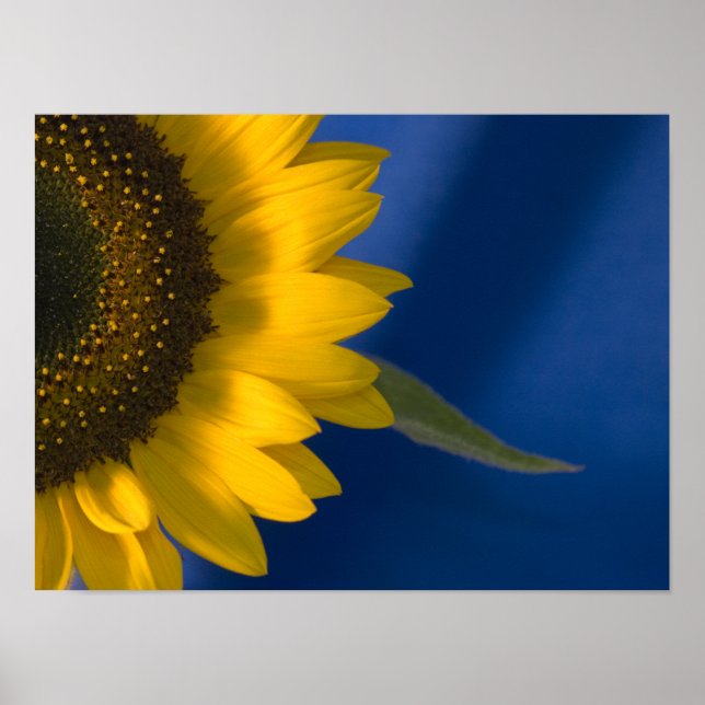 Póster Girasol sobre Azul (Frente)
