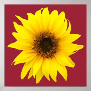 Póster Girasol único