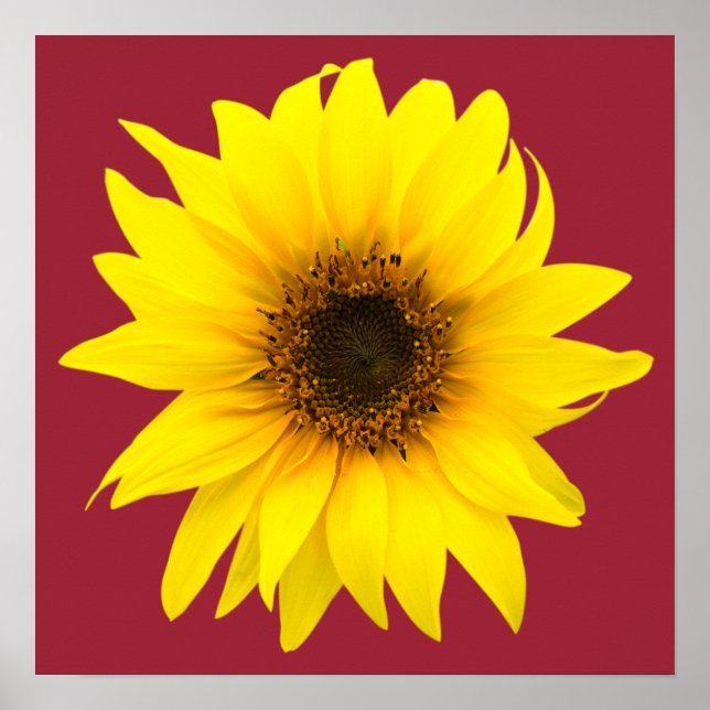 Póster Girasol único (Frente)