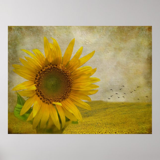 Póster Girasol único en el pasto de girasol (Frente)