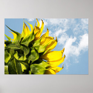 Póster - Girasol y Cielo