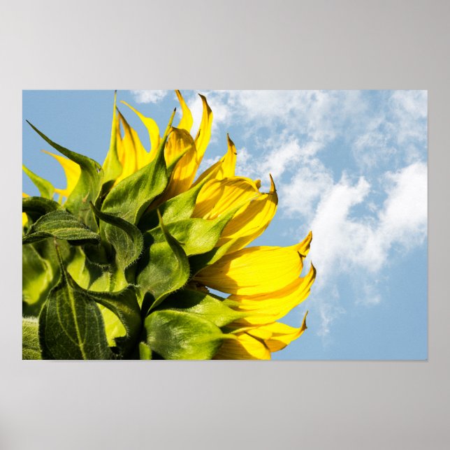 Póster - Girasol y Cielo (Frente)