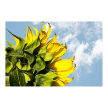 Póster - Girasol y Cielo