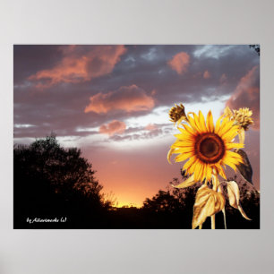 PÓSTER GIRASOL Y PUESTA DE SOL VERANIEGA ROSA