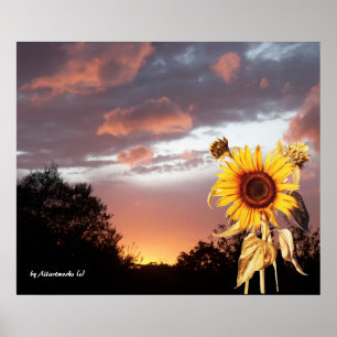 PÓSTER GIRASOL Y PUESTA DE SOL VERANIEGA ROSA