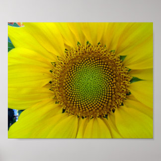 Póster Girasol y semillas, espiral, relación dorada