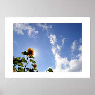 Póster Girasol y Sol