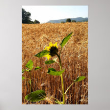 Girasol y Trigo