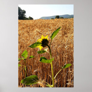Póster Girasol y Trigo