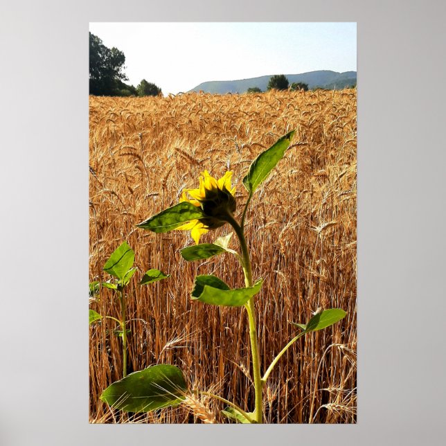 Póster Girasol y Trigo (Frente)