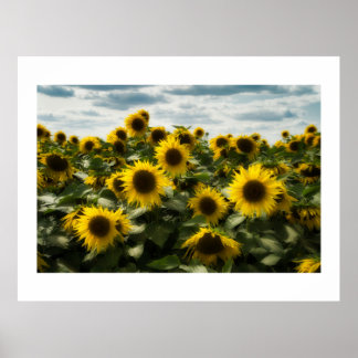 Póster girasoles