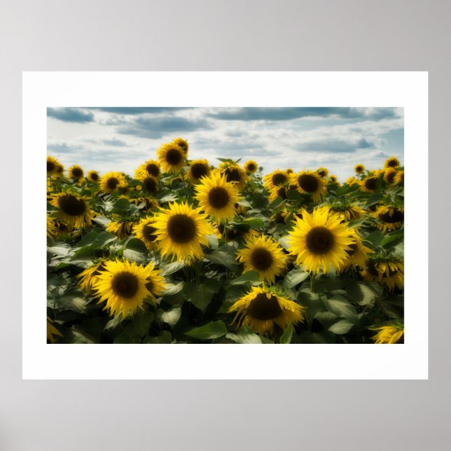 Póster girasoles (Frente)