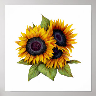 Póster Girasoles