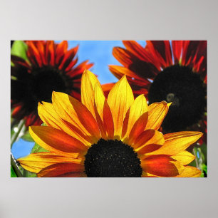 Póster Girasoles