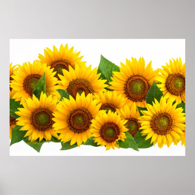 Póster Girasoles (Frente)
