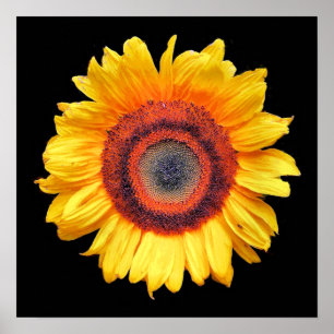 PÓSTER GIRASOLES