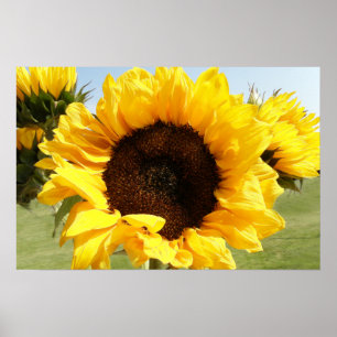 Póster Girasoles