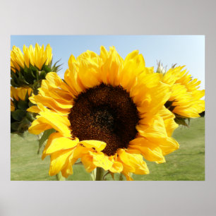 Póster Girasoles amarillos