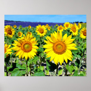Póster Girasoles cerrados de Francia
