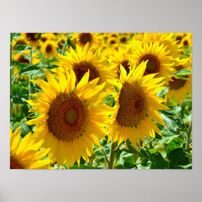 Póster Girasoles cerrados de Francia (Frente)