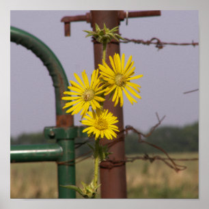 Póster Girasoles comunes en la puerta