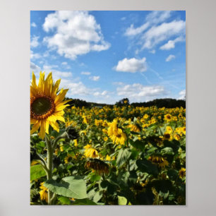 Póster Girasoles de Verano, Virginia