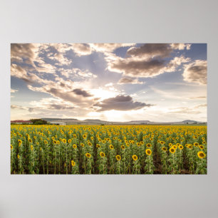 Póster Girasoles en la puesta del sol