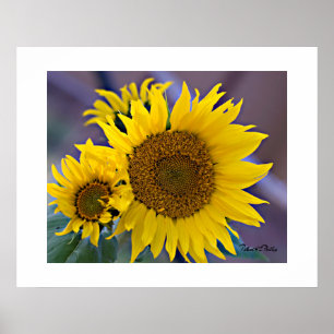 Póster Girasoles en Ramillete Floral Fotografía de Cerca