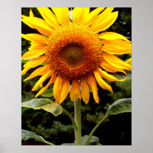 Póster Girasoles gigantes, floral amarilla
