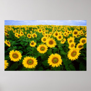 Póster Girasoles para siempre