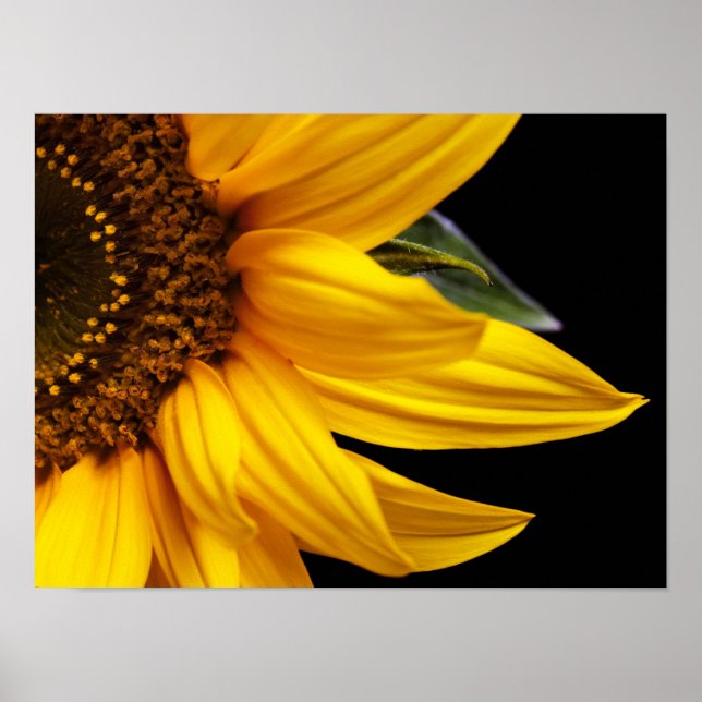 Póster Girasoles - Plantilla personalizada de girasol en  (Frente)