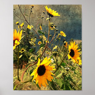 Póster Girasoles rústicos contra la fotografía