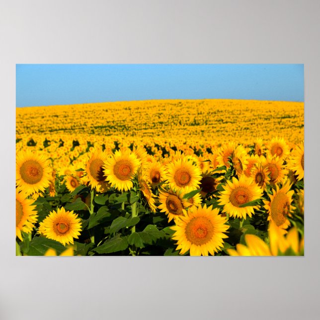 Póster Girasoles sin fin (Frente)