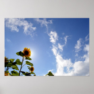 Póster Girasoles y sol