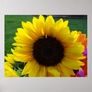 Póster Girasoles y sol (2)