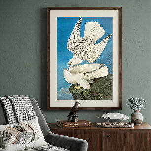 Póster Girfalcones, también conocidos como Gerfalcons por