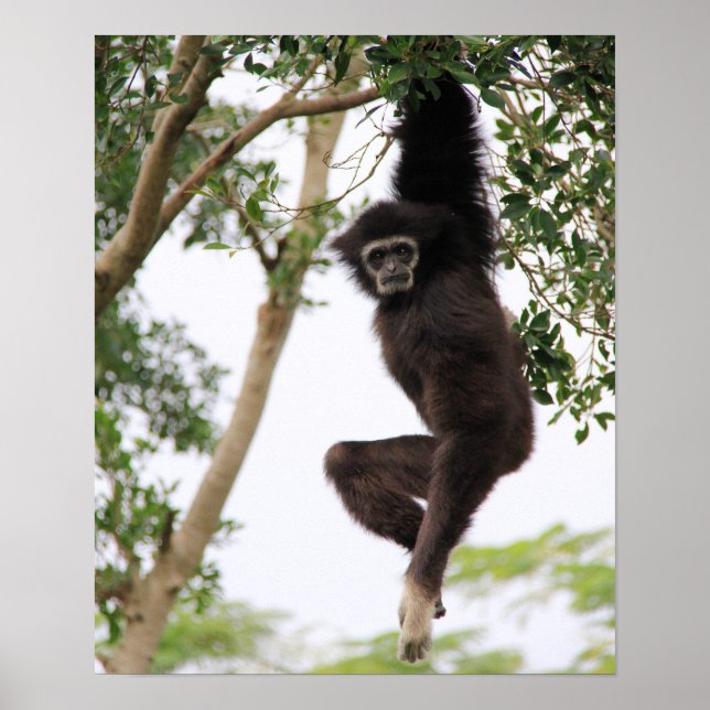 Póster Giro Gibbon del árbol (Frente)