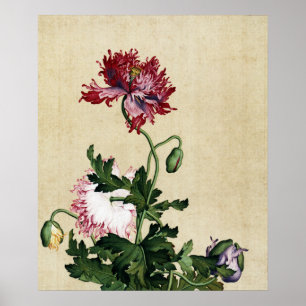 Póster Giuseppe Castiglione - Bella Artes de amapola