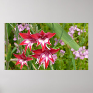 Póster Gladiolas Rojo y Blanco Botánico