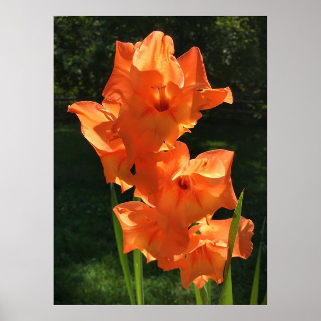 Póster Gladioli, (Frente)