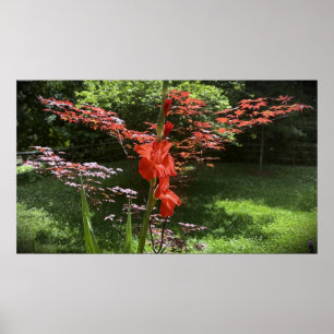 Póster Gladioli,