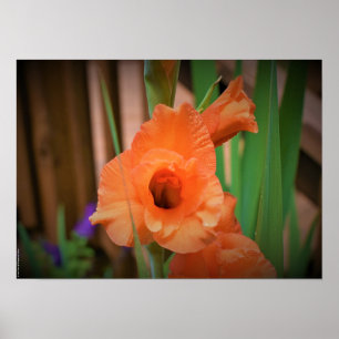 Póster Gladioli,