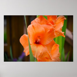 Póster Gladioli,