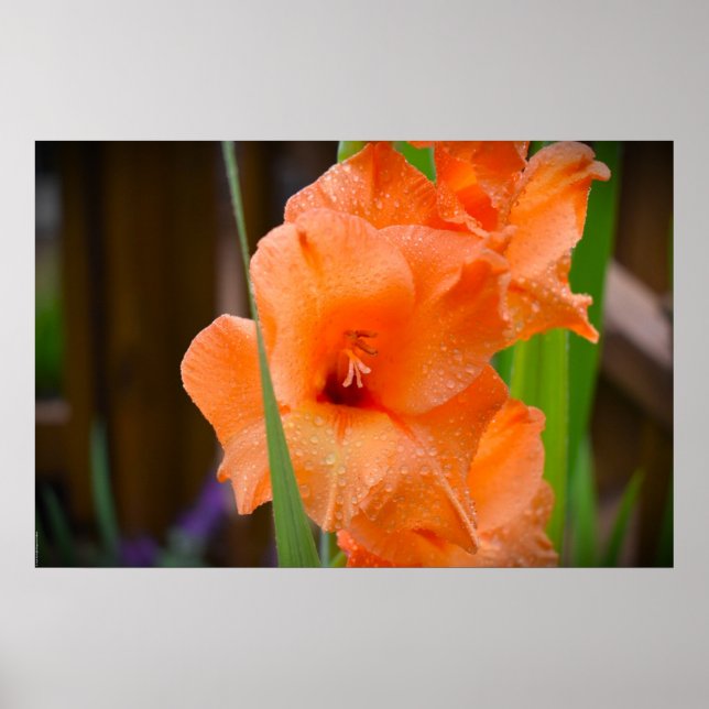 Póster Gladioli, (Frente)