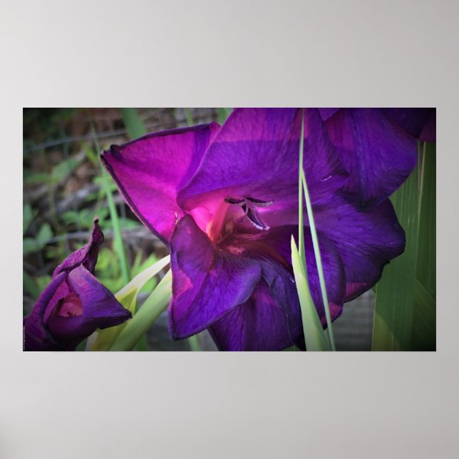 Póster Gladioli, (Frente)