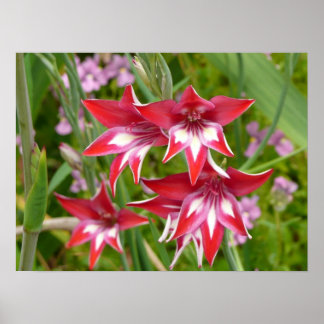 Póster Gladiolos Rojos y Blancos Verano Botánico