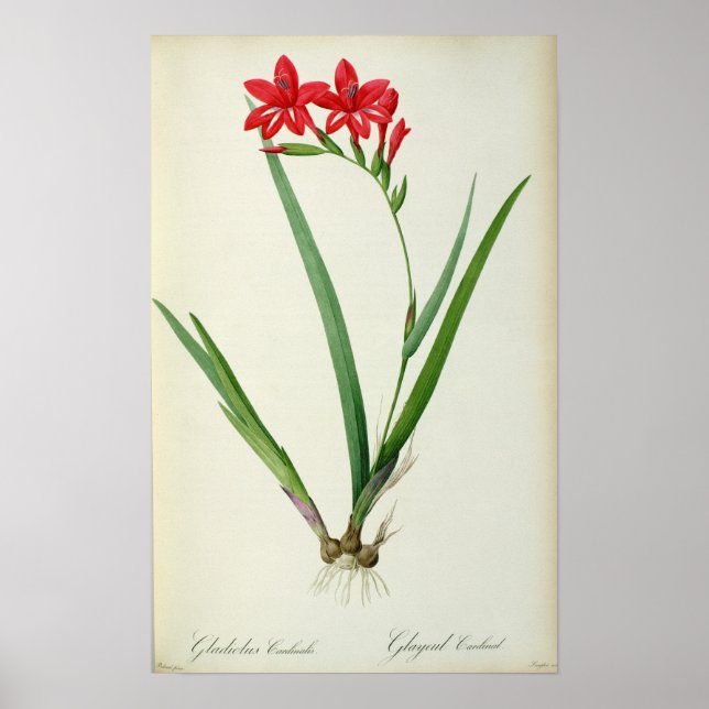 Póster Gladiolus Cardinalis, de "Les Liliacees", 1805 (Frente)
