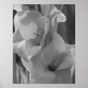 Póster Gladiolus Flor Negro Y Blanco Cierre