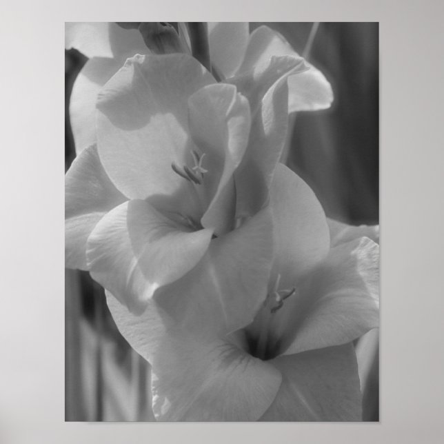 Póster Gladiolus Flor Negro Y Blanco Cierre (Frente)