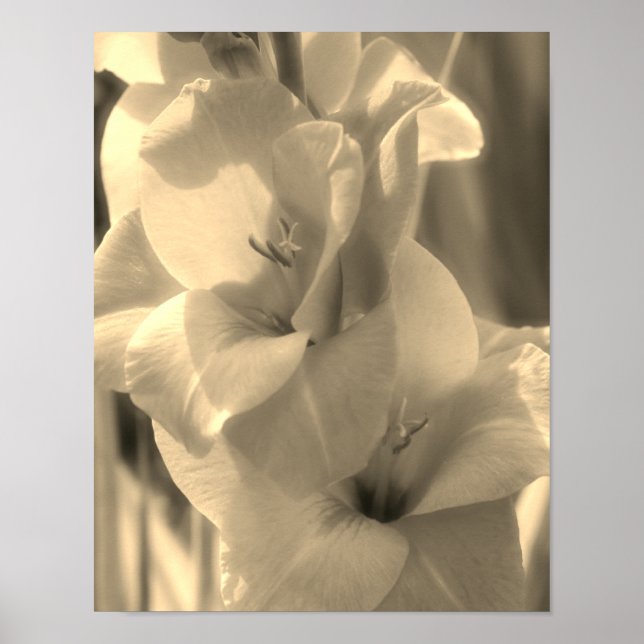 Póster Gladiolus Flower Sepia Tint Close (Frente)